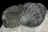 Detailed Morocops Trilobite - Beautiful Eyes #90032-6